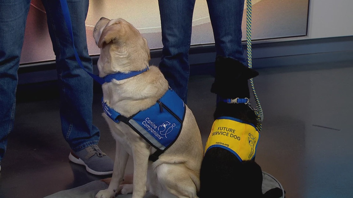 Puget Sound Canine Companions gears up for March 23 National Puppy Day