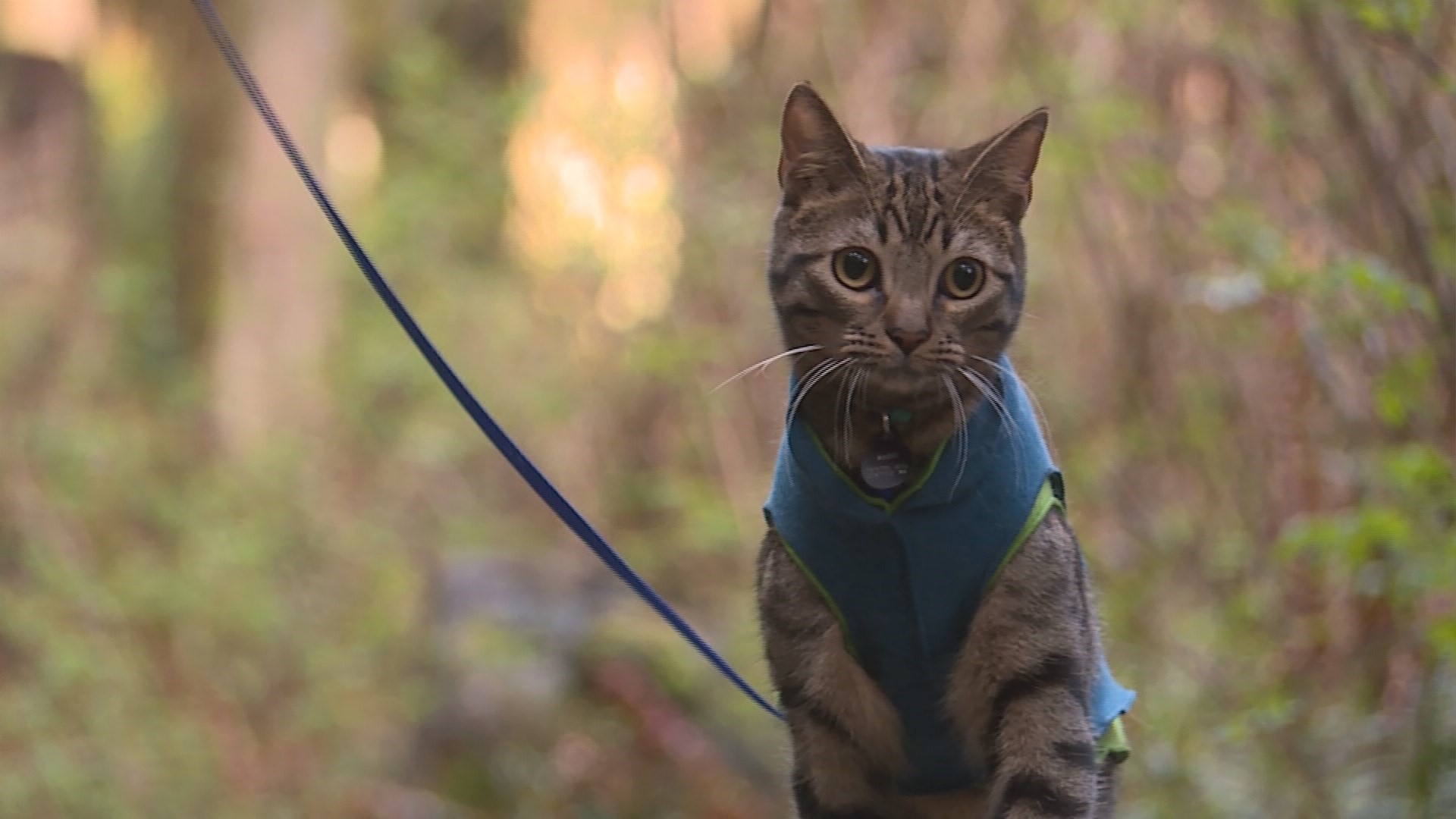 Meet Seattle's rising social media star, Magic the hiking cat | king5.com