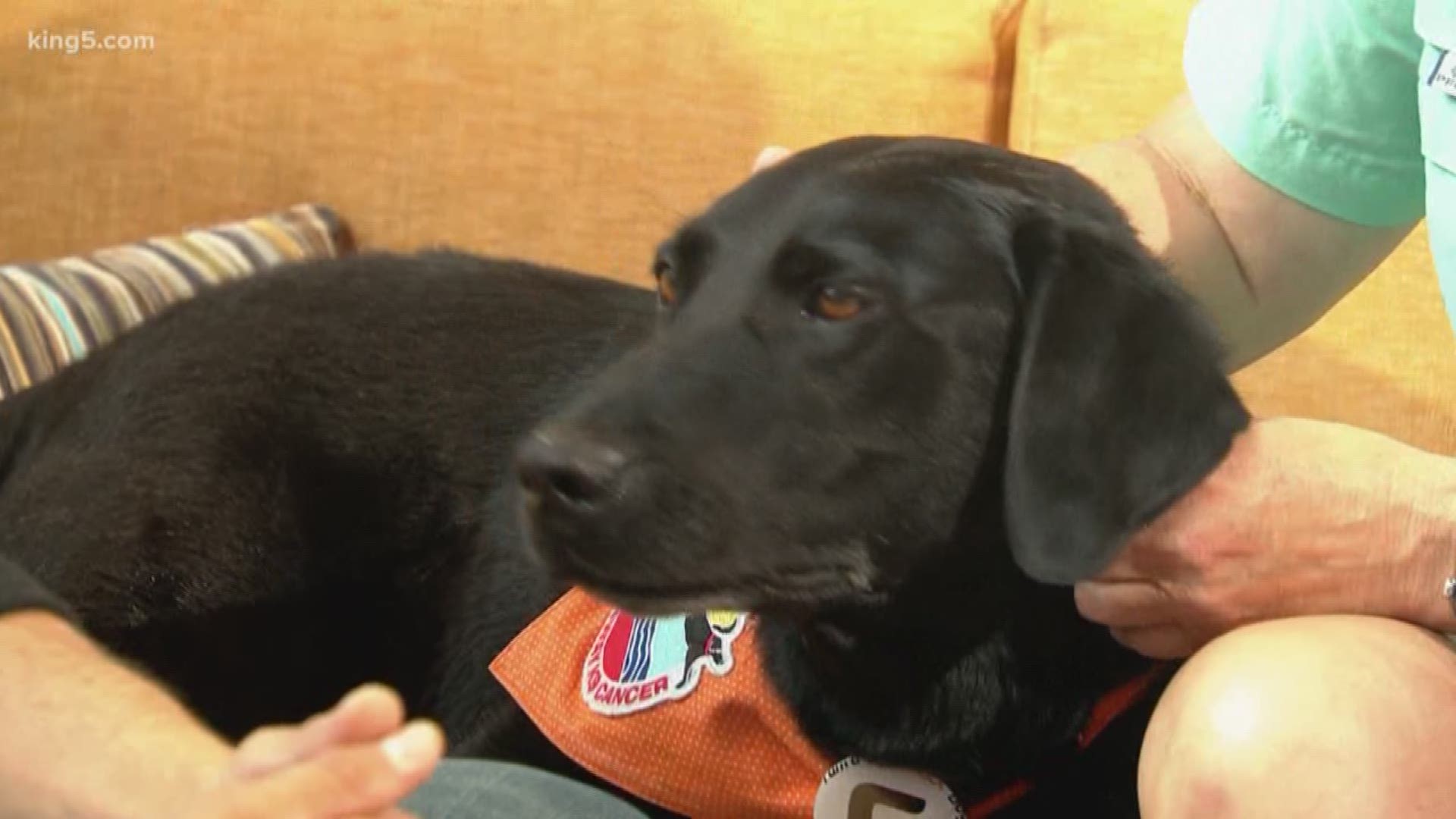 One woman has dedicated her life to bringing awareness to canine cancer.