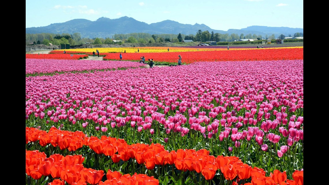 스캐짓 밸리(Skagit Valley) 튜울립 페스티벌 시작해