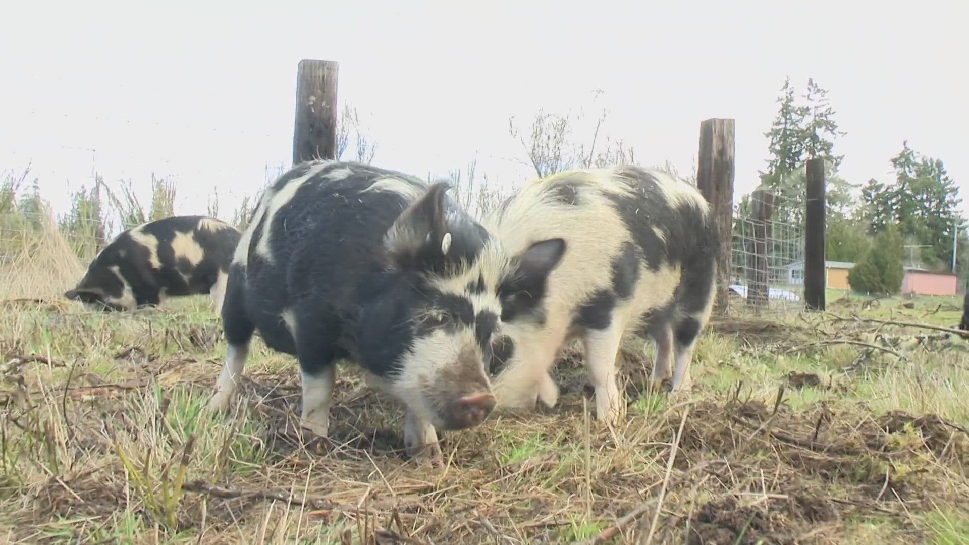 The pigs involved in an animal cruelty case down in Oregon are now calling a farm in Roy their new home.