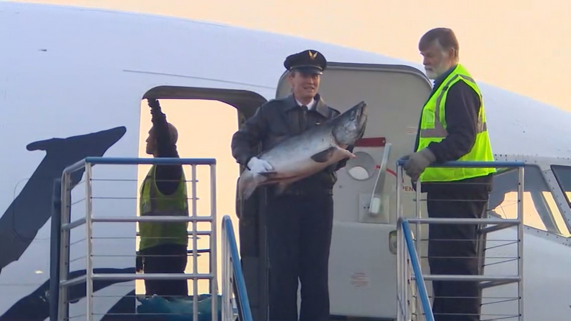 Seattle's favorite Copper River Salmon arrives