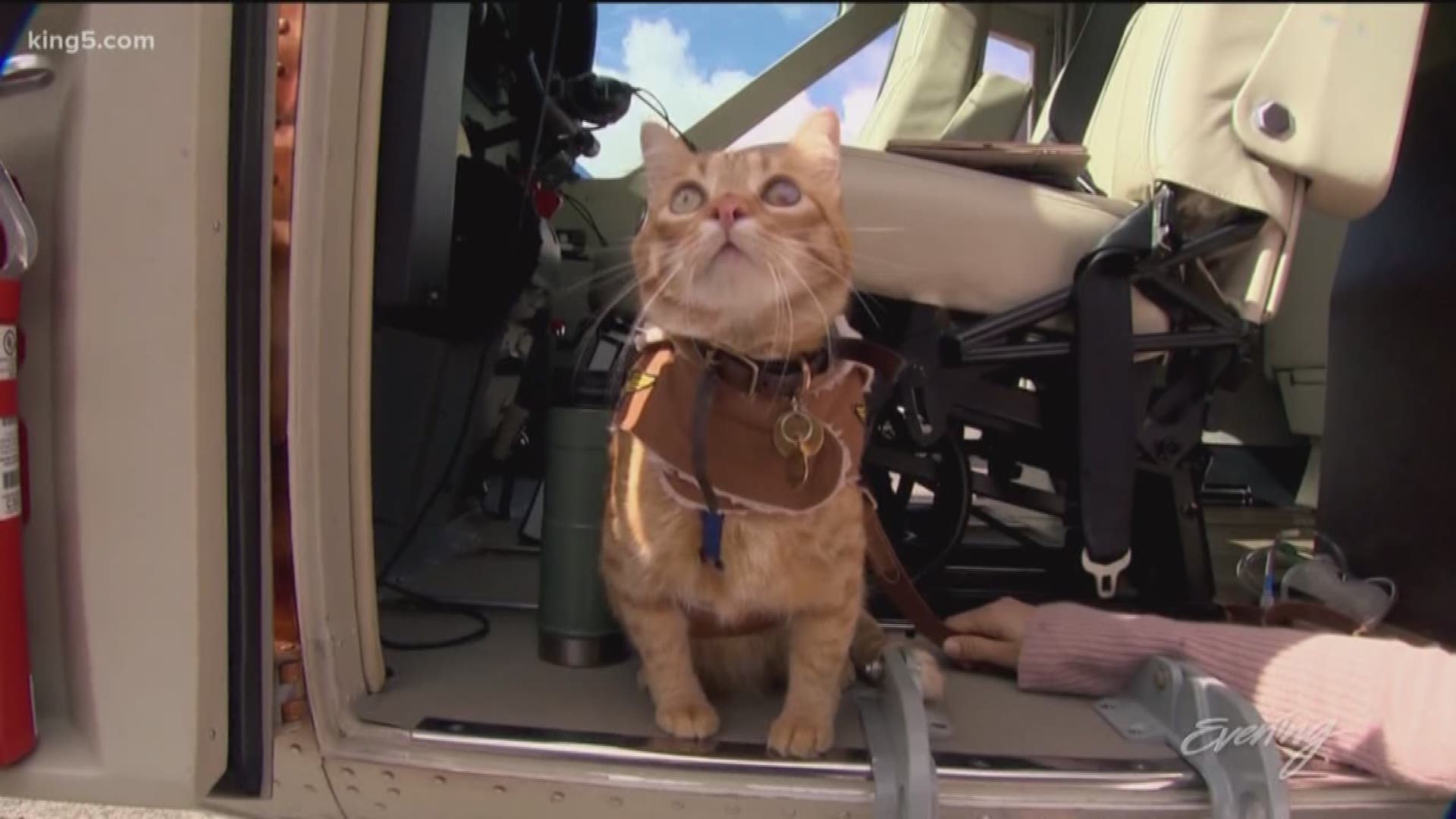 Once a barn kitten on a Texas ranch, this Orange Tabby now spends his time traveling the world.