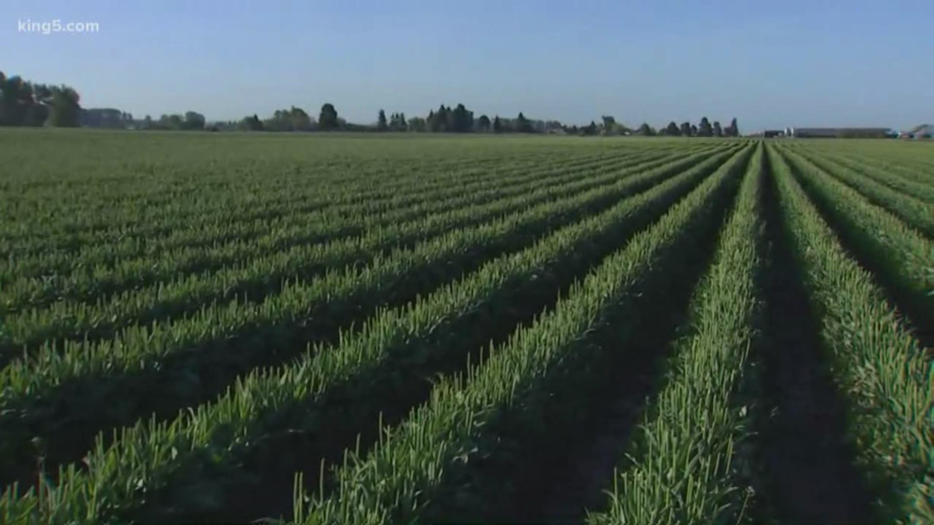 Now that the annual Tulip festival in Skagit County is over, what happens to the tulips? And how about the massive gardens? KING 5's Jordan Wilkerson went to the fields for the answer.