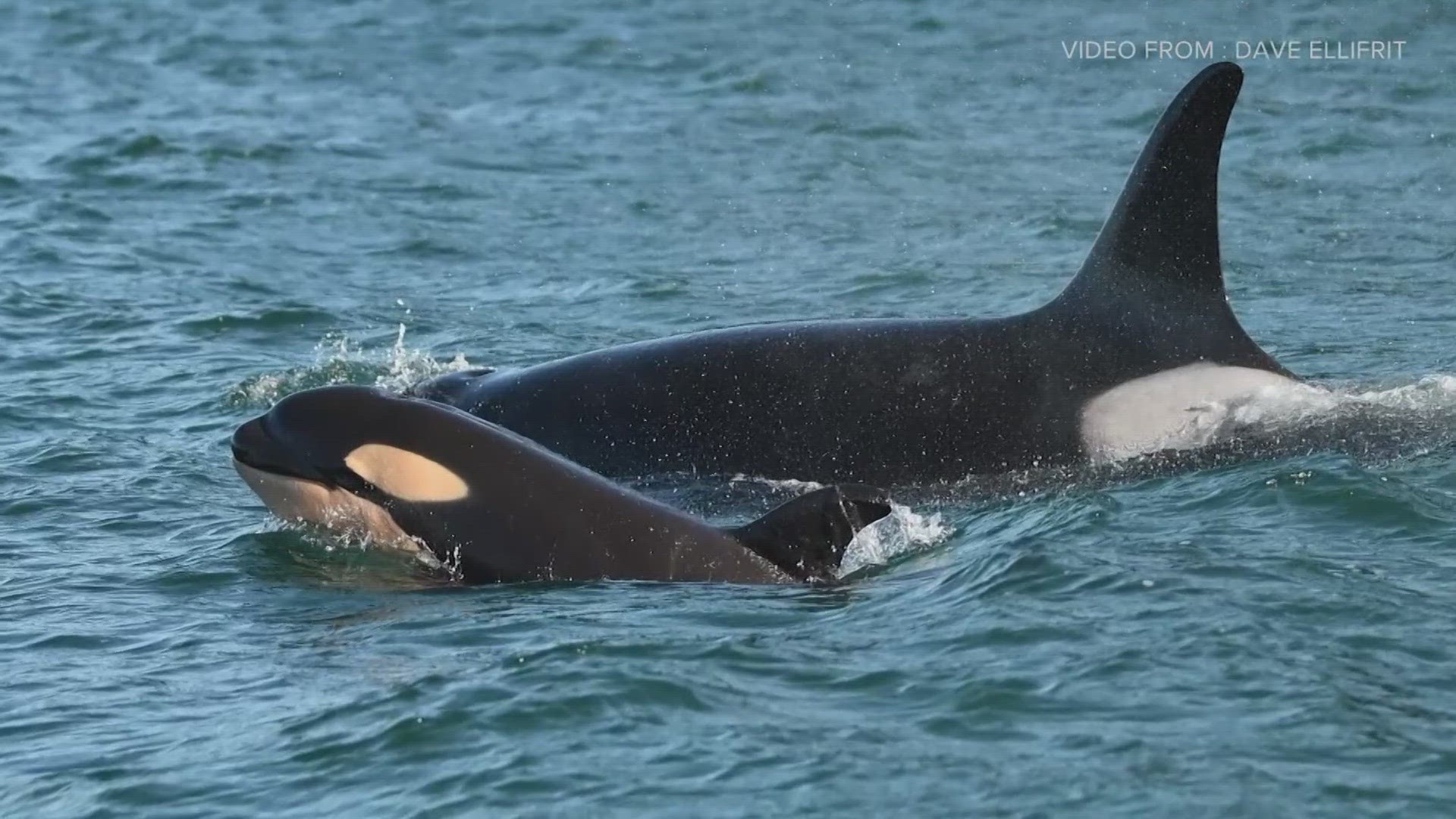 Killer whales have often been considered one species, but a new report is outlining the distinct differences between Resident and Bigg's species.