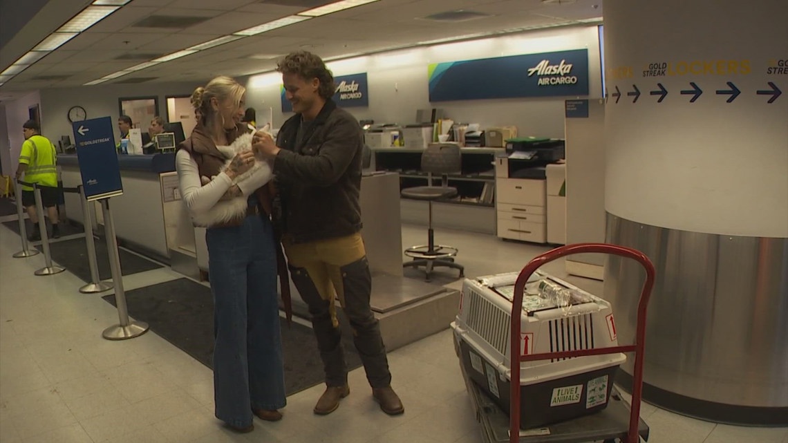 U.S. veteran reunites with kitten he rescued in war-torn region