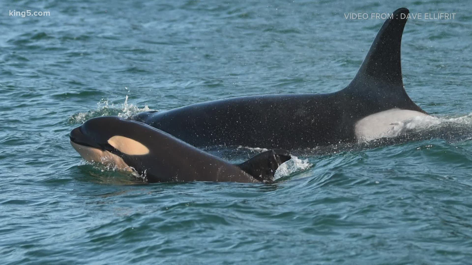 The Washington State Department of Fish and Wildlife said a nursing orca needs even more space from boaters to make sure she gets plenty of food to feed her baby.