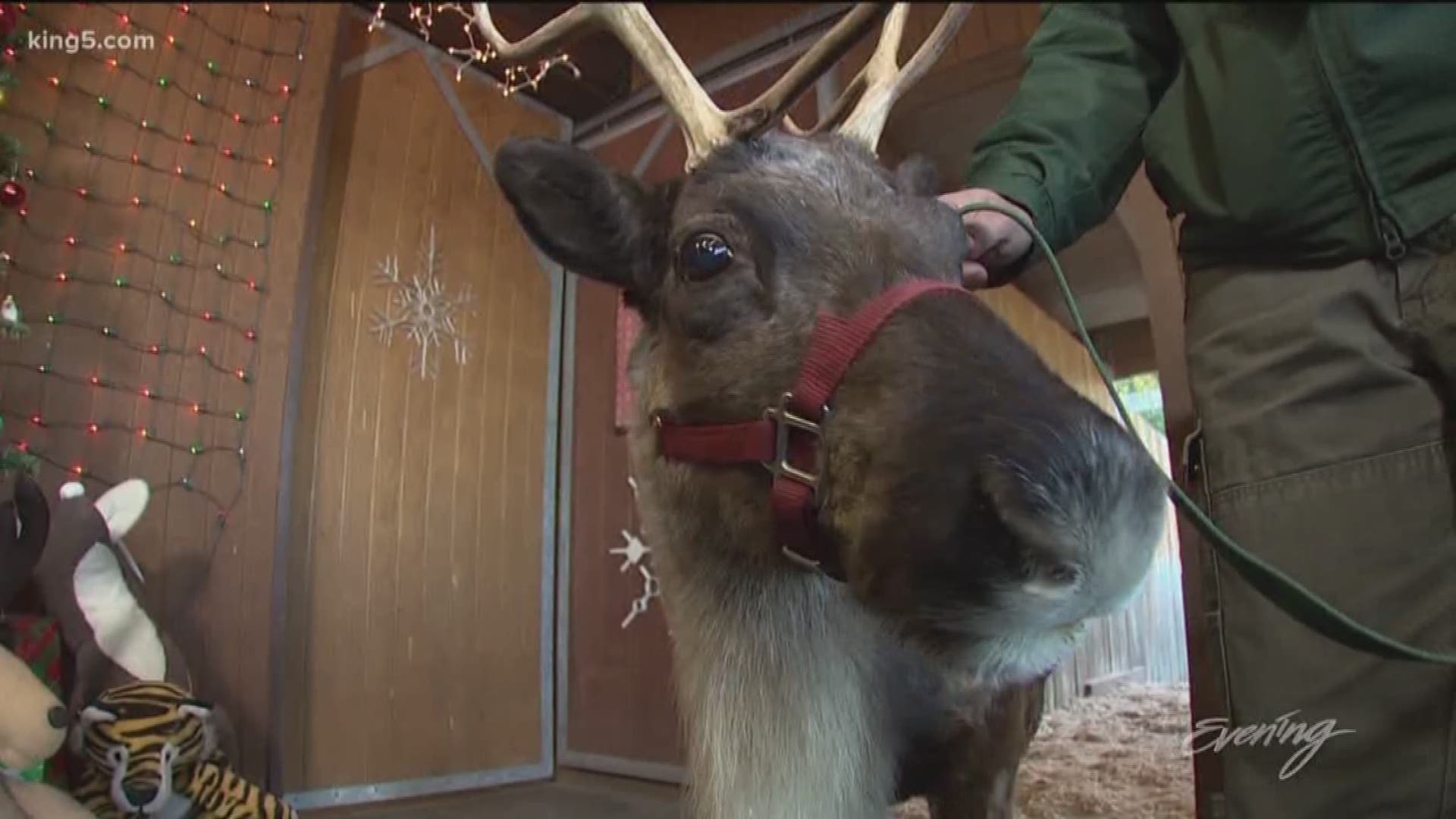 The Reindeer Festival runs through December 23rd. Cougar Mountain Zoo's 31st annual Reindeer Festival features Santa's house, where kids can meet and greet with the jolly guy himself and hang out in Santa's sleigh.