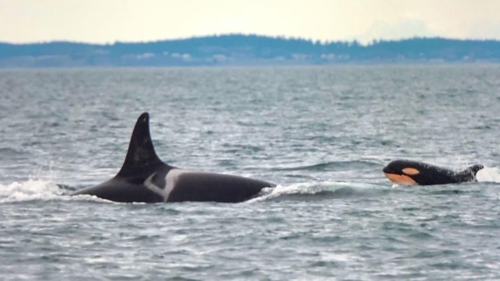 One biologist has been tracking three different pods, telling lawmakers that the orcas aren't getting enough food.