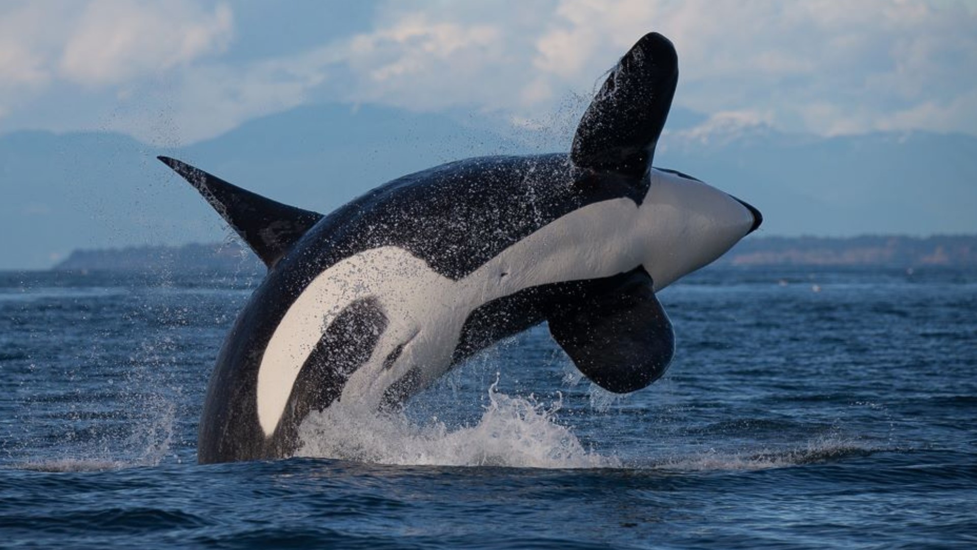 Explore the PNW: Transient orcas frolic near the San Juans | king5.com