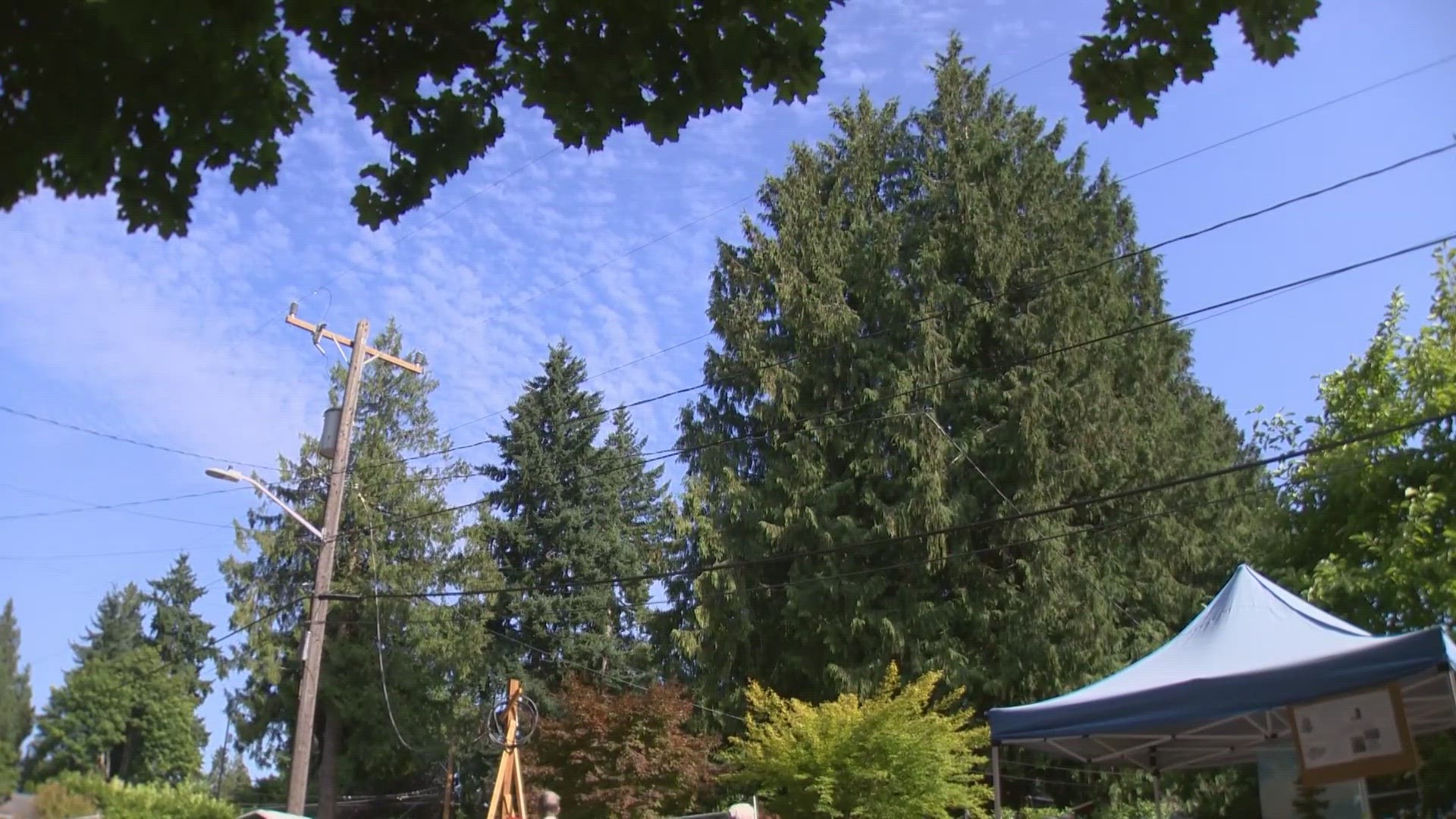 The Snoqualmie Tribe said submitted paperwork to declare the tree a Culturally Modified Tree otherwise known as a CMT.