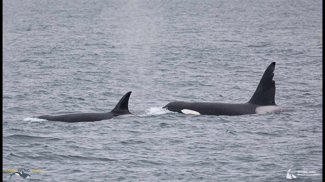 rare albino killer whale