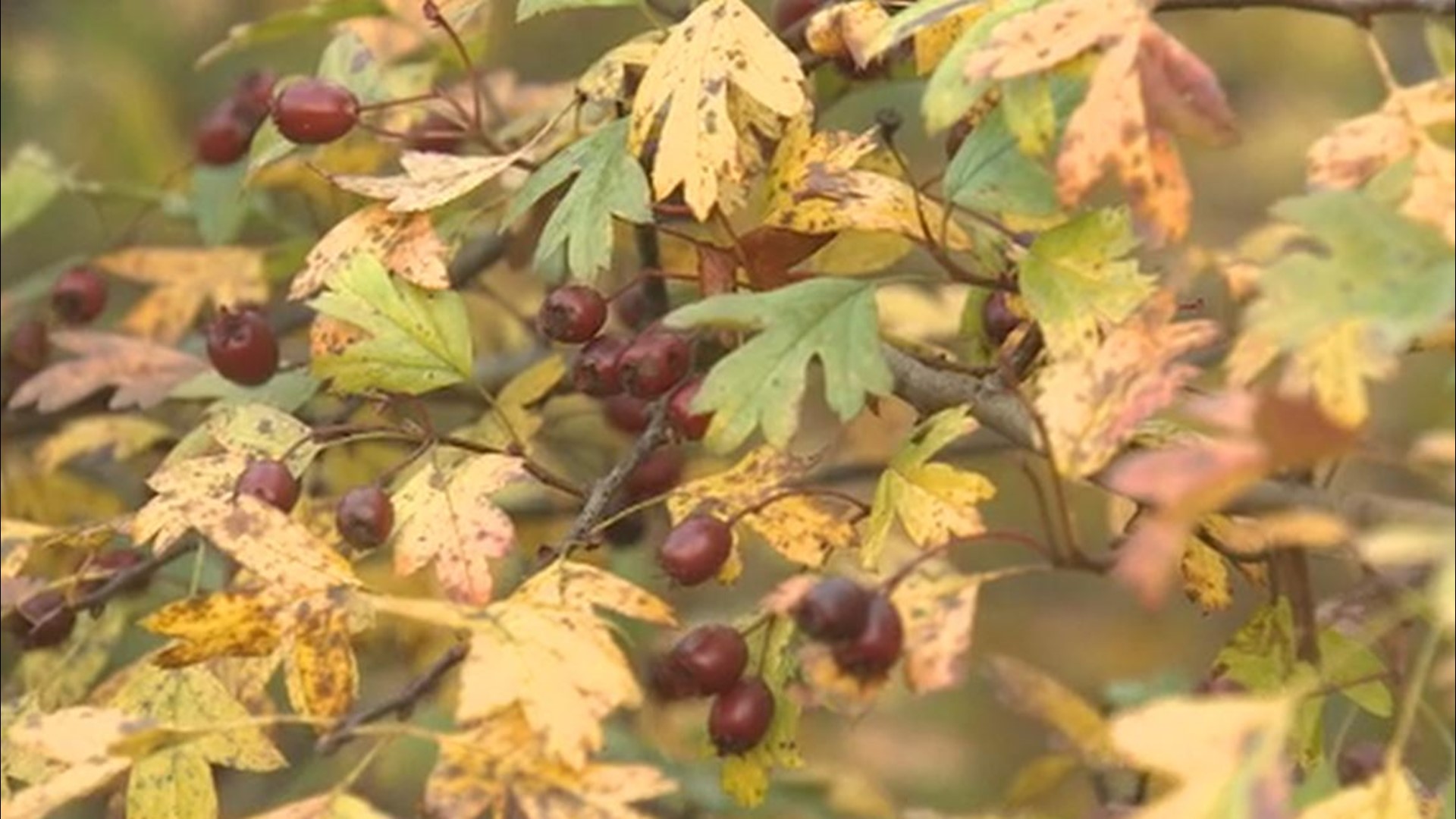 when to harvest hawthorn berries