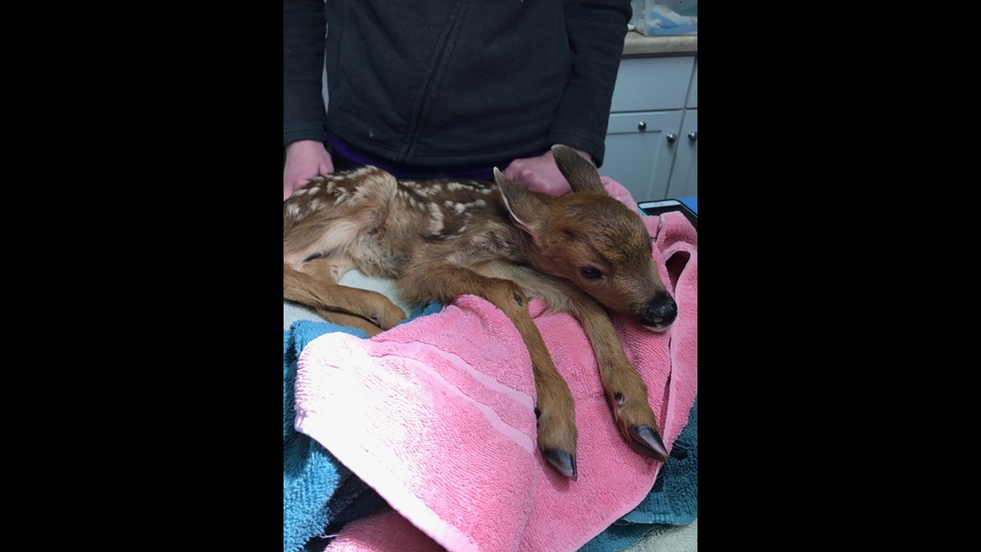 Second wildlife rehab closing after deer euthanized | king5.com