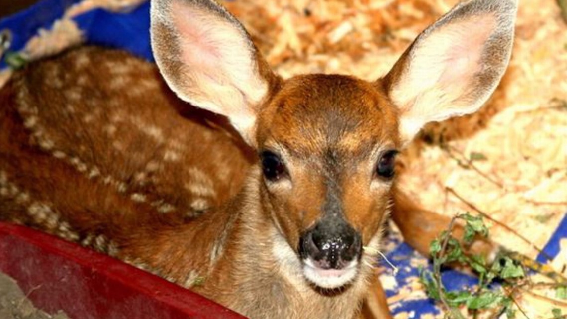 Young deer fawn being bathed during rehabilitation and medical
