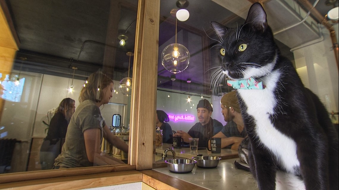 cat cafe seattle wallingford