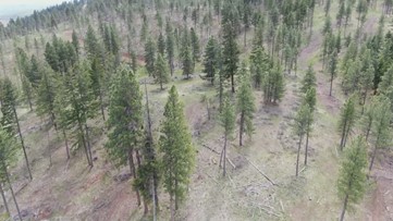 Insects and fungus raise concerns in Washington's annual forest health checkup