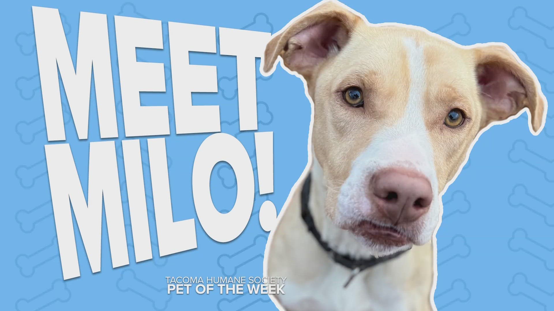 Pet Rescue of the Week Milo