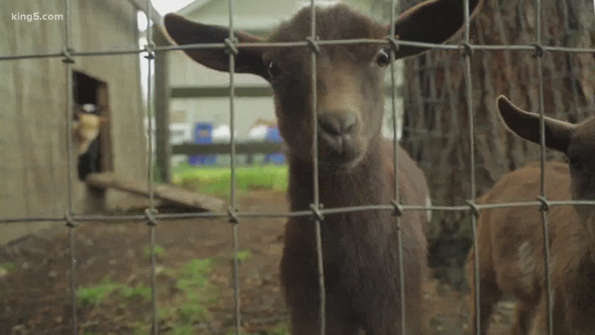 A teacher created "Grammar with Goats" as a way to help her students engage with online learning.