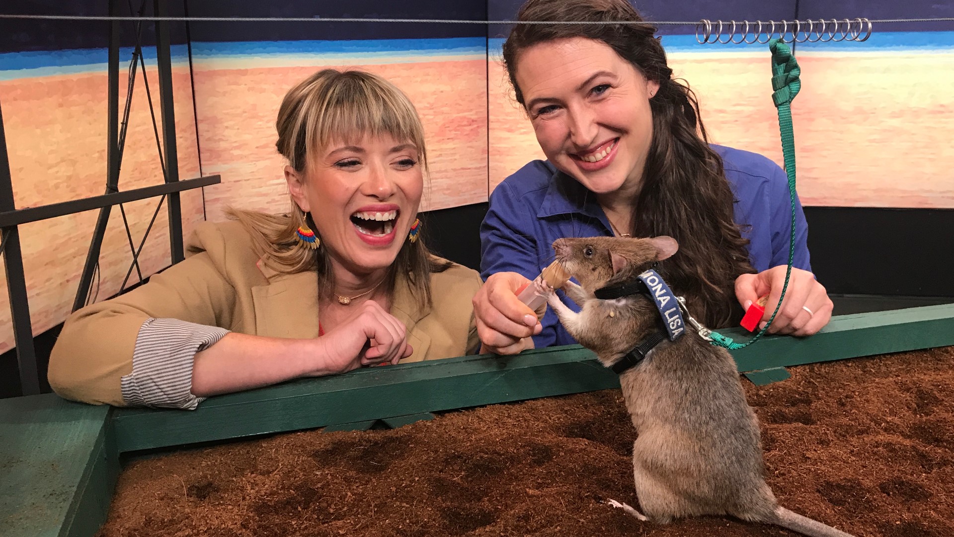 Tacoma's Point Defiance Zoo introduces us to giant rats from Tanzania, miraculous millipedes and a rowdy Coatimundi.