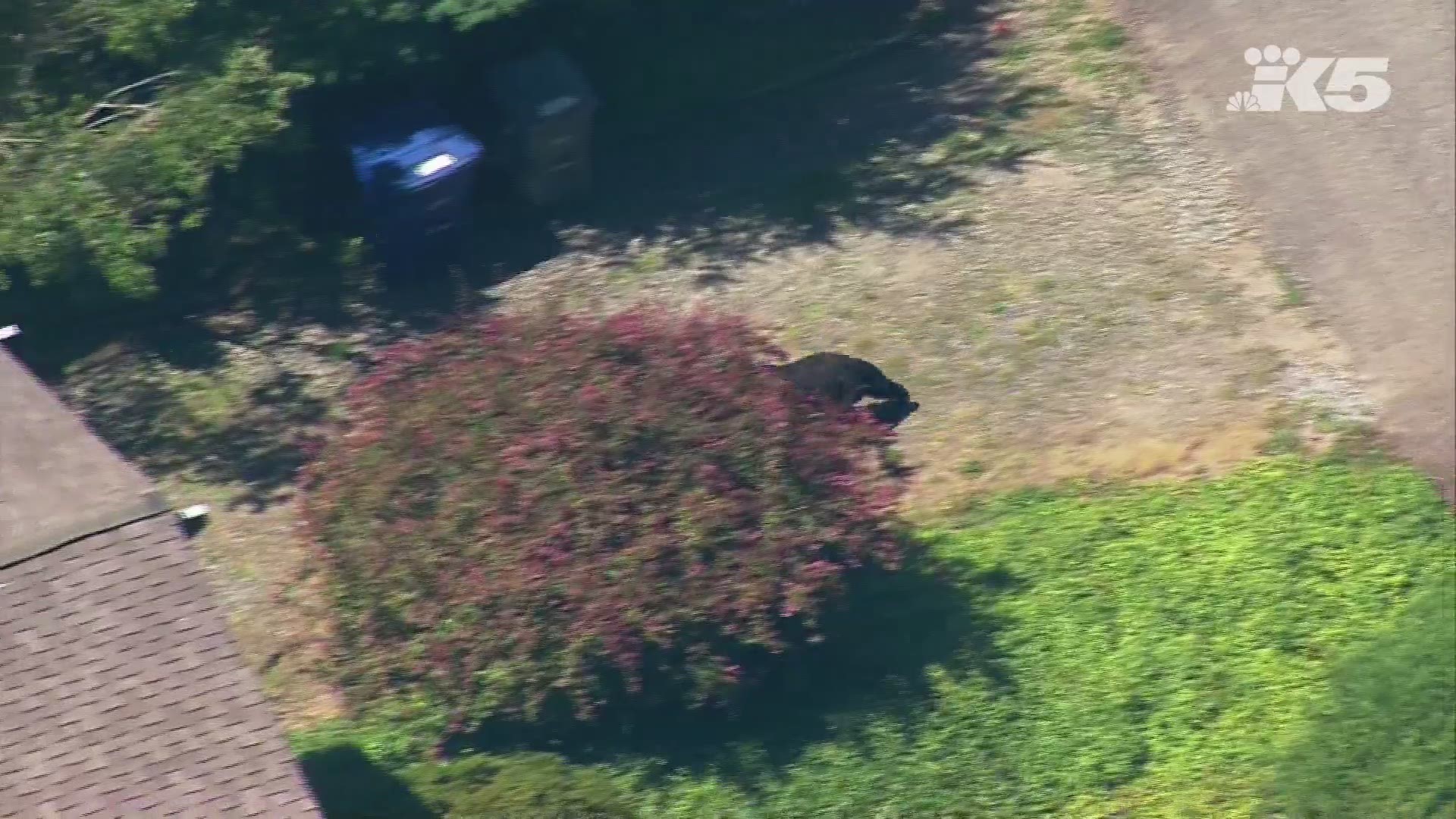 SkyKING captured aerials of a black bear roaming the Factoria neighborhood near 124th Avenue Southeast and Southeast 44th Street in Bellevue on July 22, 2019.