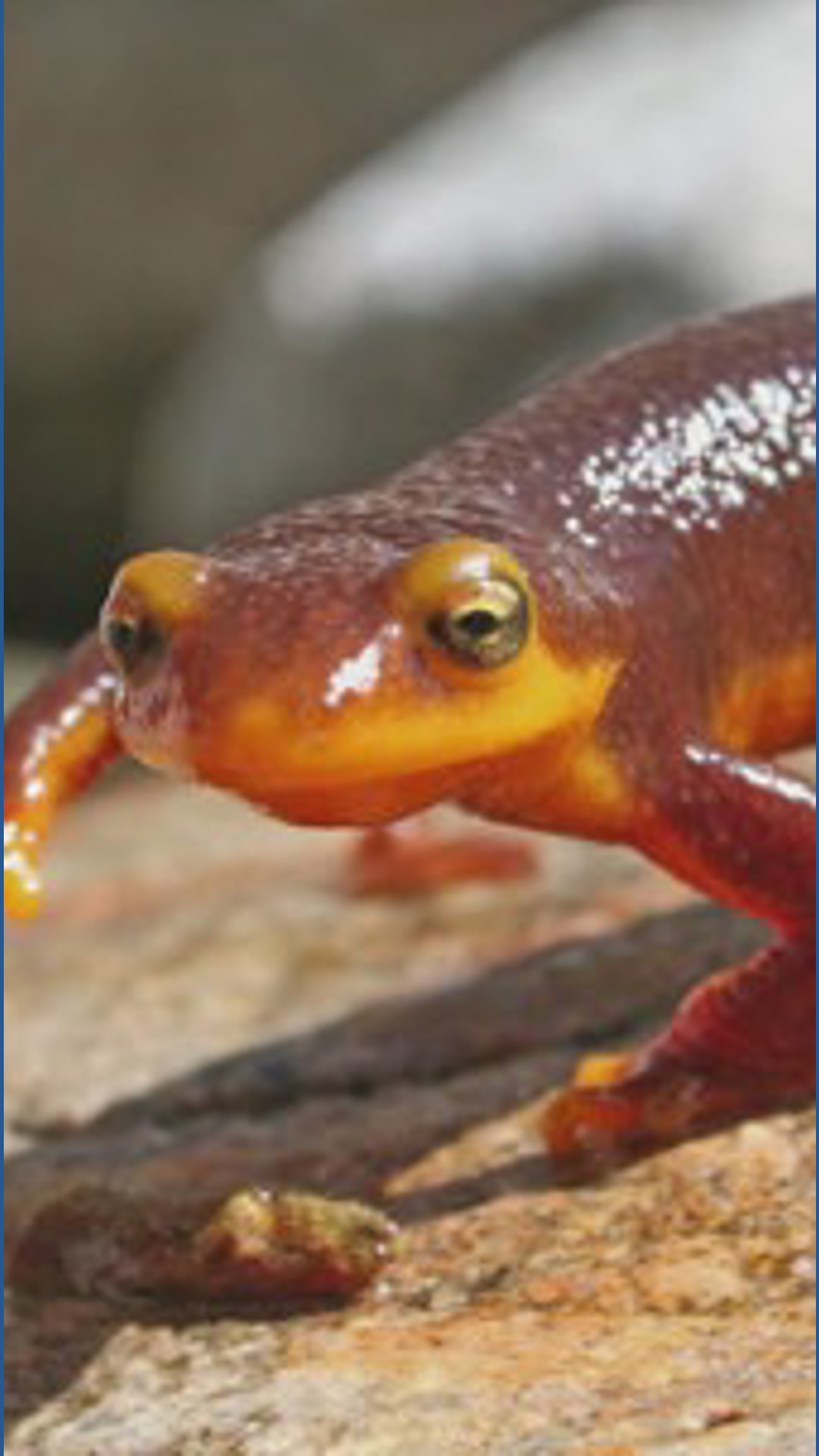Whatcom County man arrested for illegal newt possession | king5.com