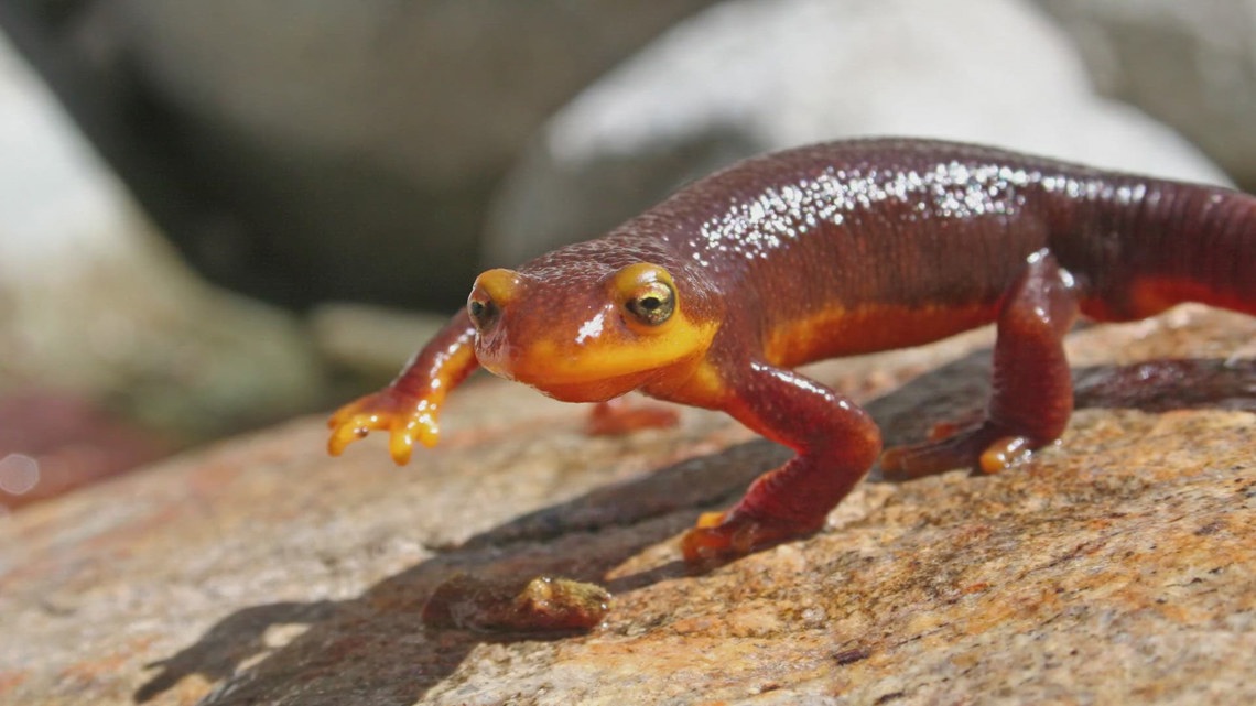 Whatcom County man arrested for illegal newt possession | king5.com