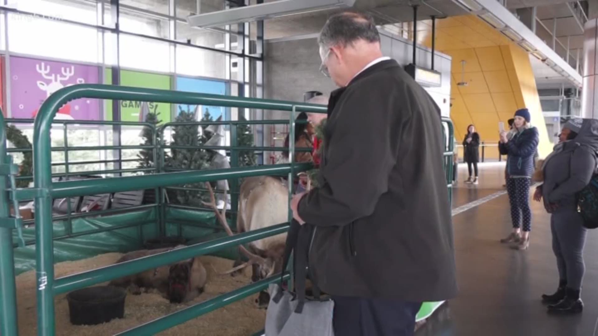 Reindeer hung out at Sea-Tac Airport's Light Rail platform and surprised holiday travelers.
