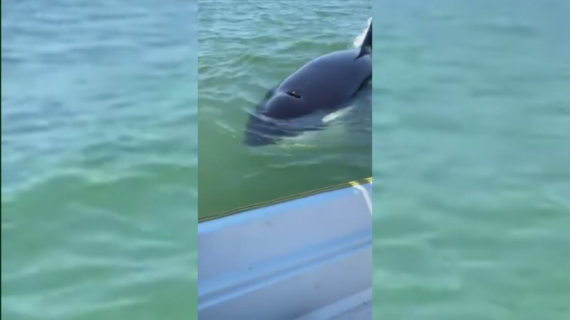 The orca appeared to be "playing" with the family in their boat off Camano Island.