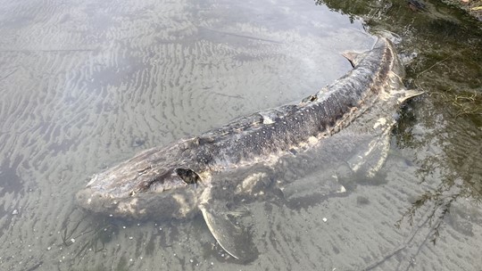 Giant white sturgeon found along Lake Washington shore | king5.com