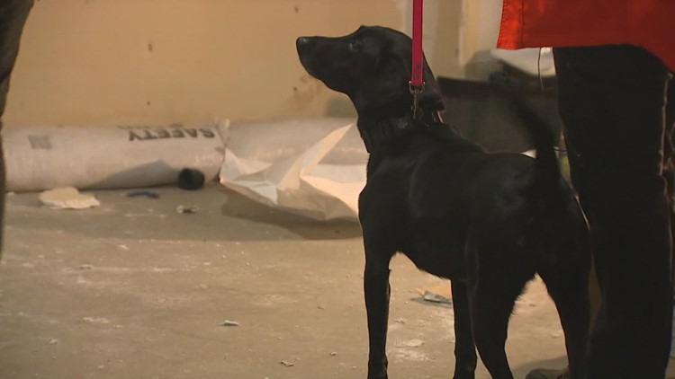 Slated for demolition, Tacoma school building becomes canine training ground
