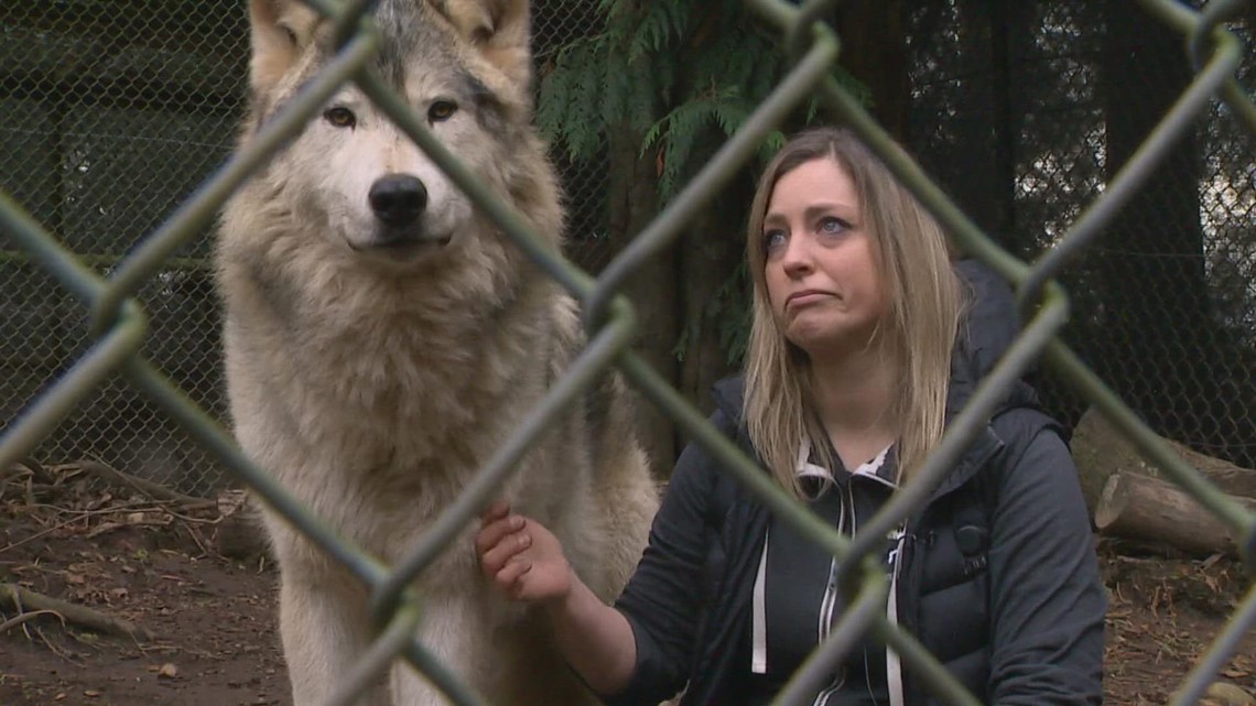 Exotic animal sanctuary in Anacortes could be forced to close