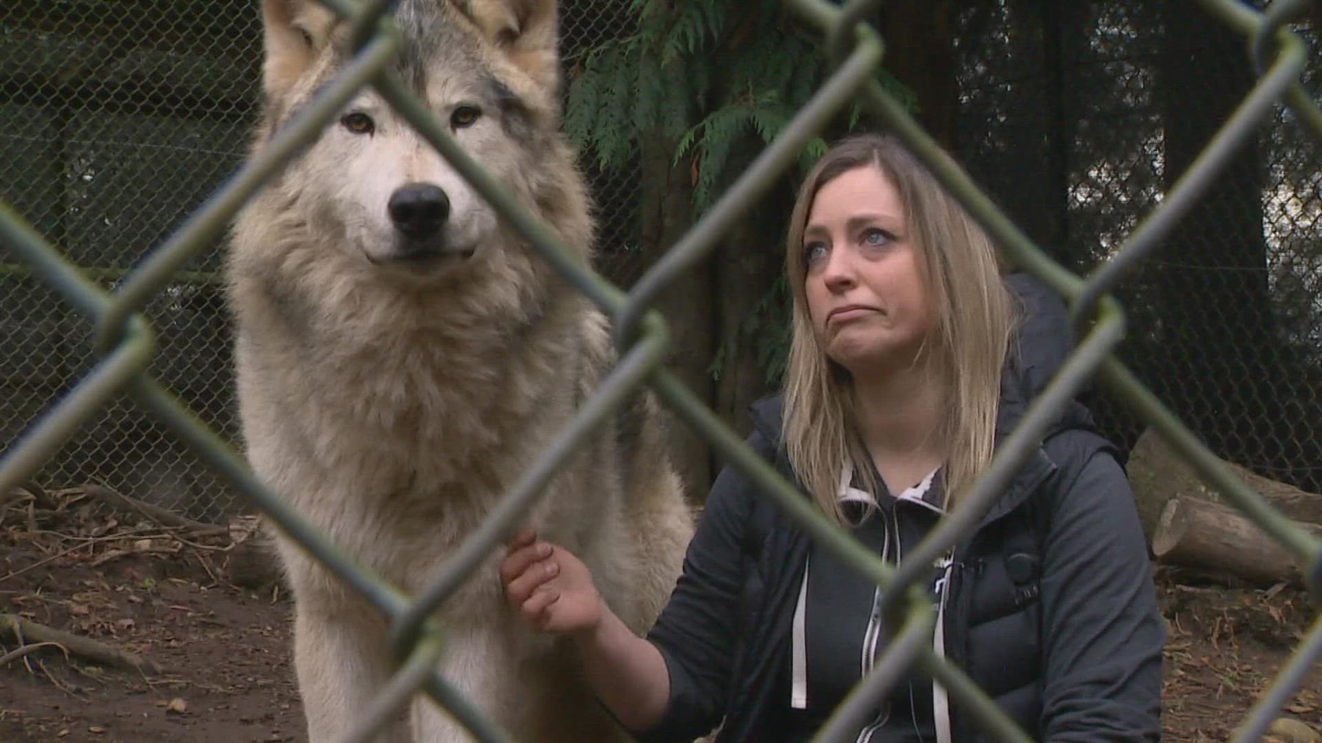 Exotic animal sanctuary in Anacortes could be forced to close 