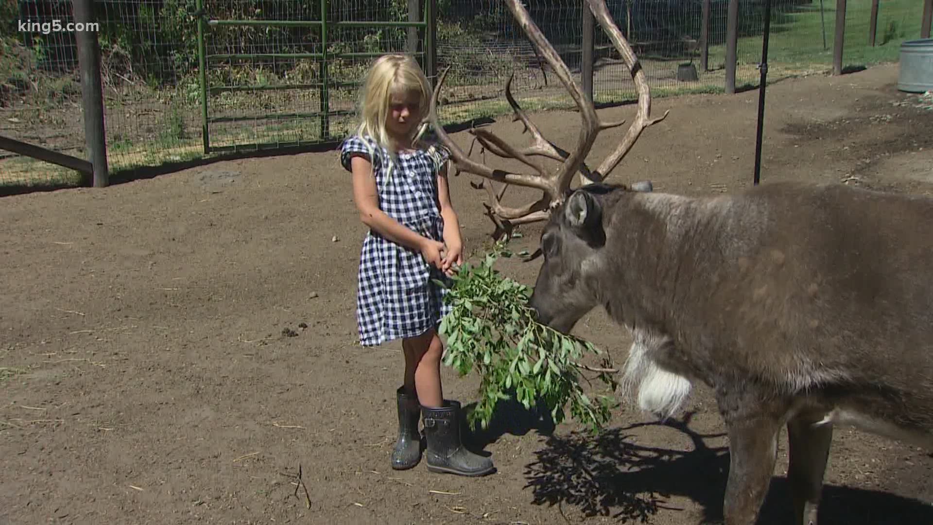 Leavenworth Reindeer Farm shut down to tourists in March after the first round of COVID-19 mandates. New rules on agritourism push hope of reopening out further.