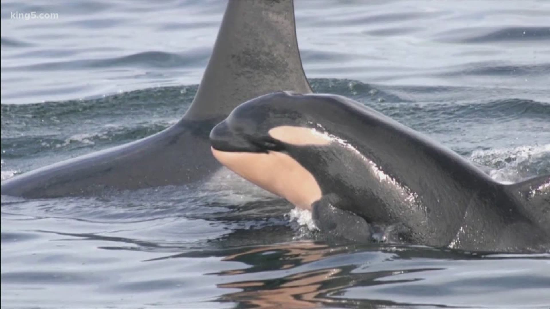 The majority of Southern Resident killer whale pregnancies end in miscarriage. Scientists are studying their scat to figure out why. KING 5 environment reporter Alison Morrow explains.