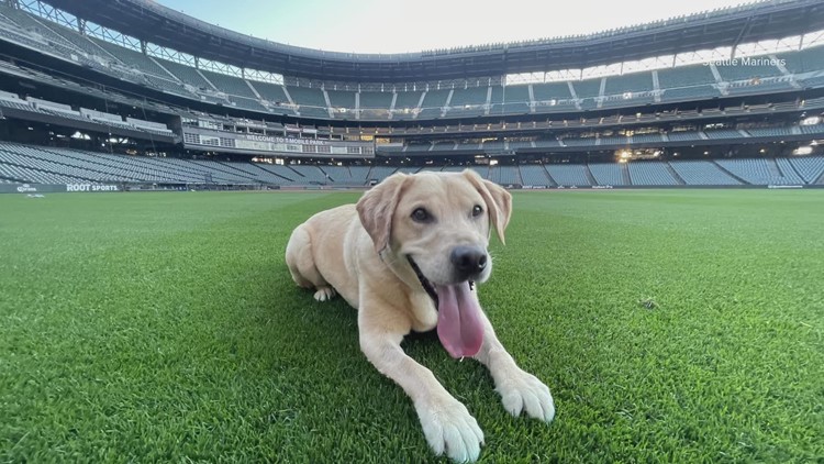Mariners introduce Tucker, team’s new clubhouse dog from local shelter