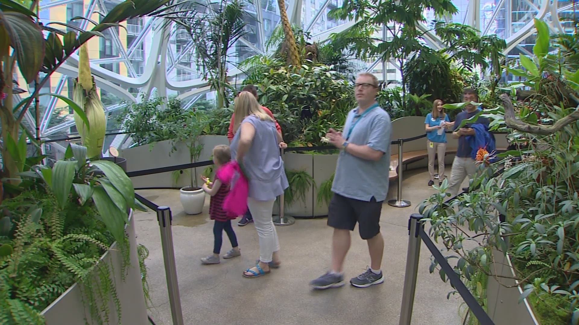 A corpse flower named Bellatrix is blooming at Seattle's Amazon Spheres.