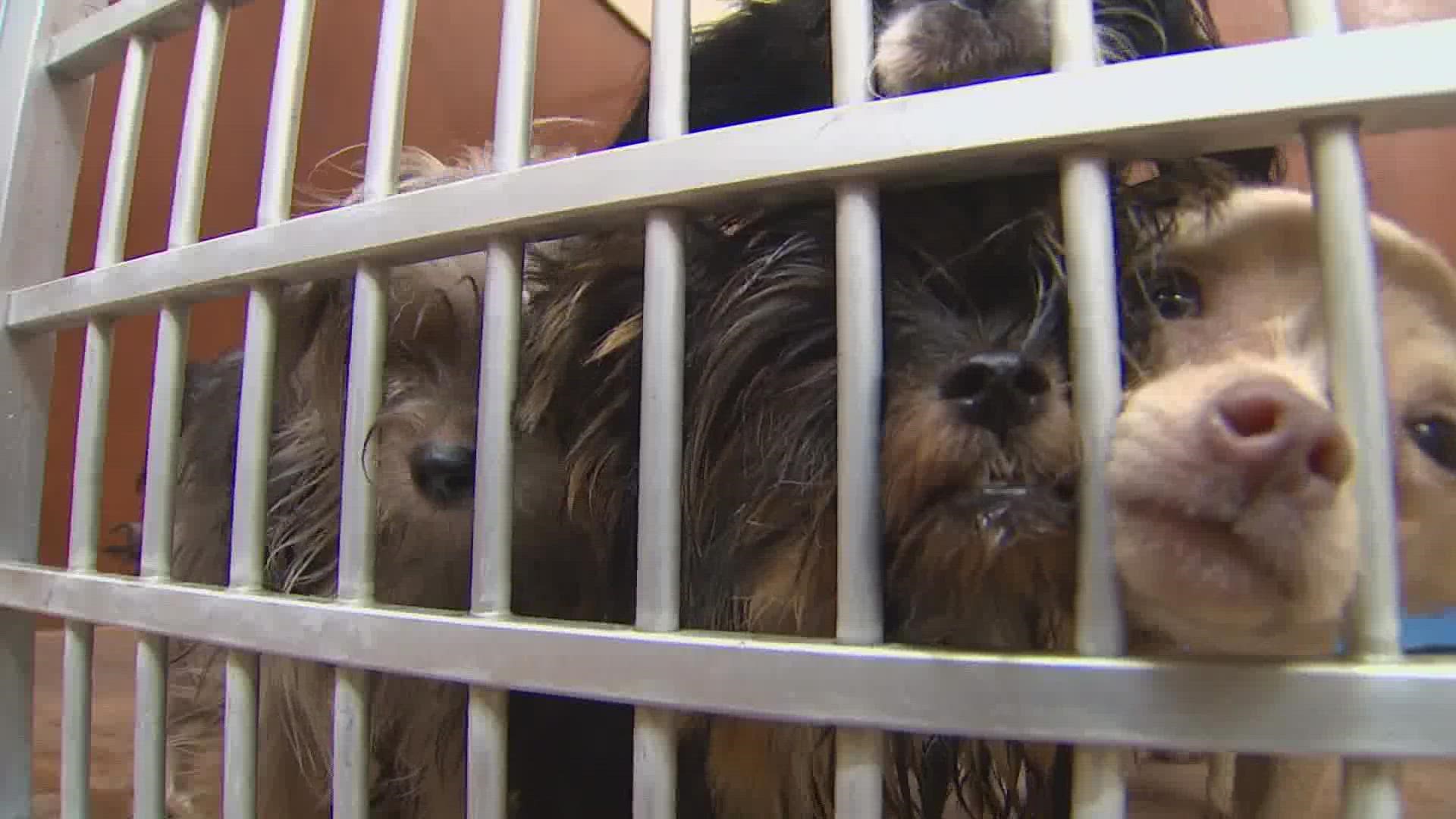 The Humane Society of Skagit Valley has had to close its doors to the public in order to take care of all of the animals.