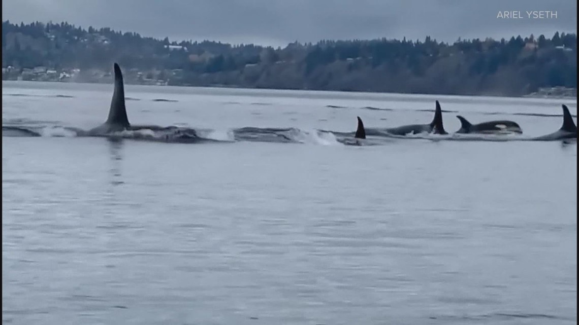Vulcan technology helps researchers study endangered orcas in Puget Sound