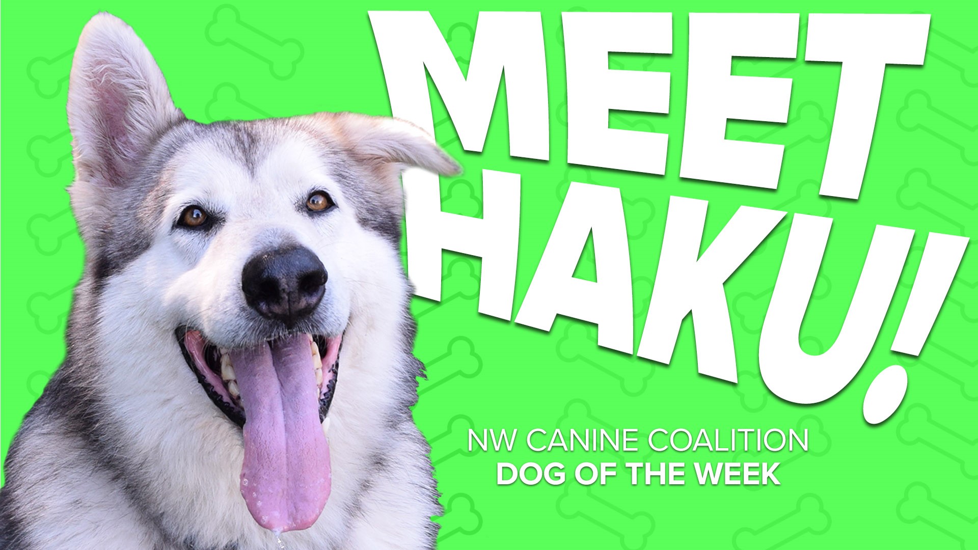 This week's featured canine is 100 lb Alaskan Malamute, Haku!