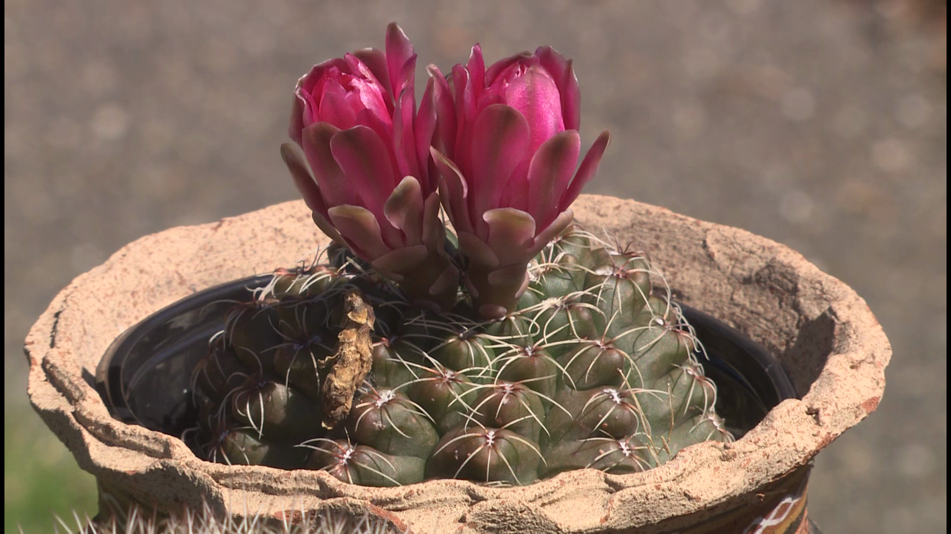 Make your cacti flower with joy with these tips from gardening guru Ciscoe Morris