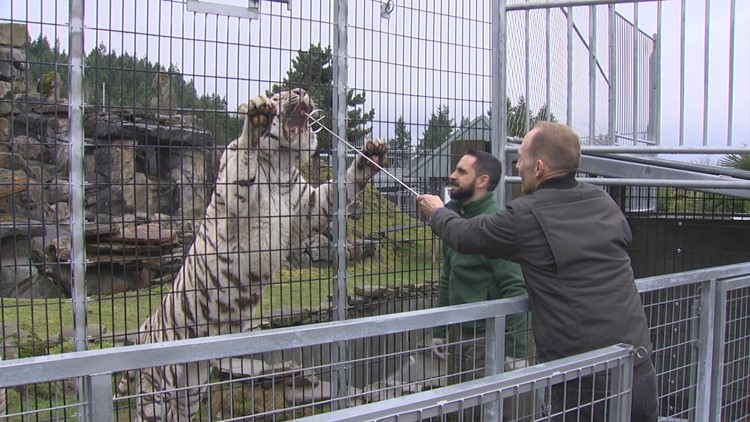 Close encounter exhibit at the Cougar Mountain Zoo in Issaquah gets you up  close and personal