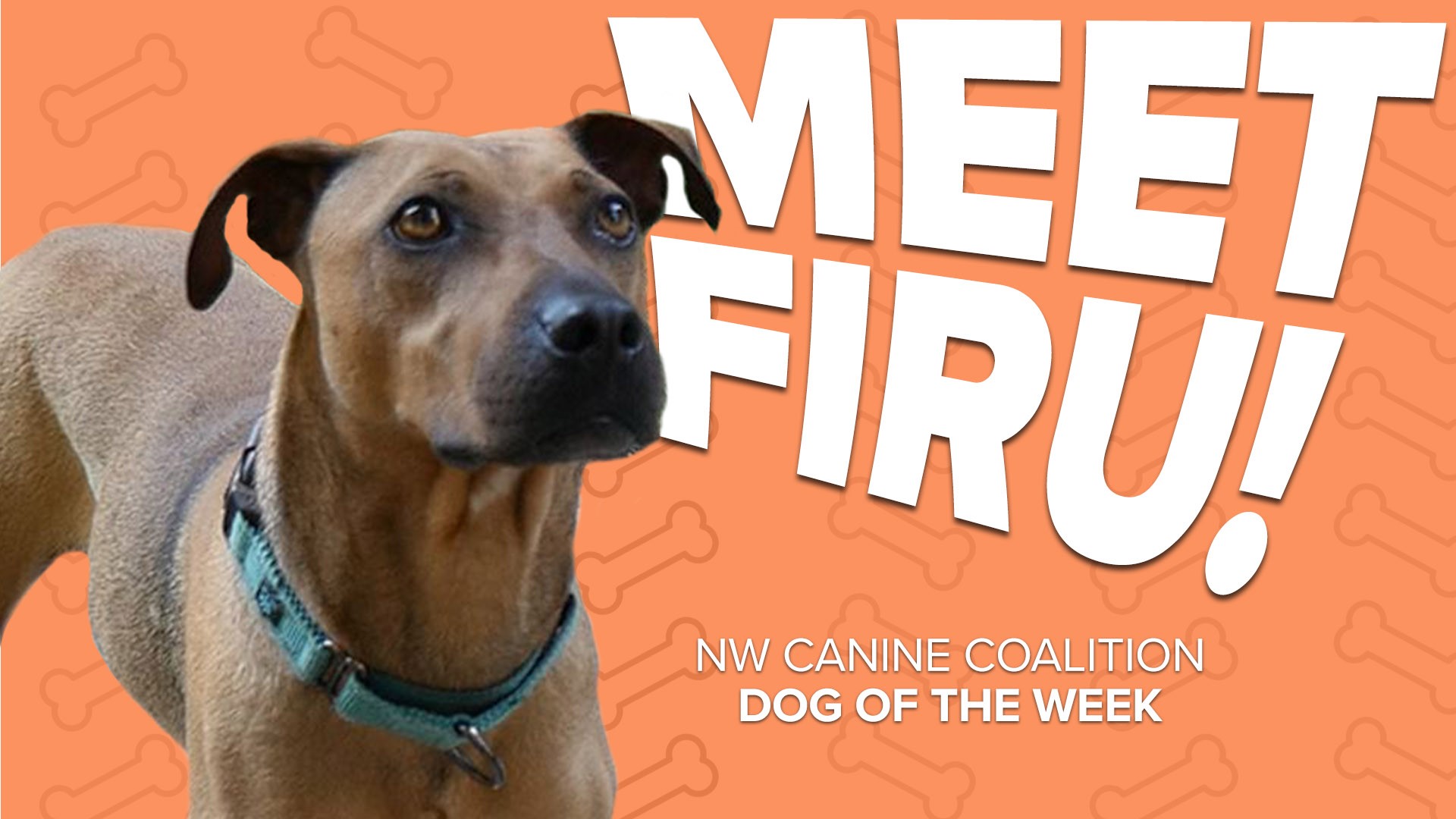 This week's canine of the week is Firu!  Firu is great with other dogs and loves the water.