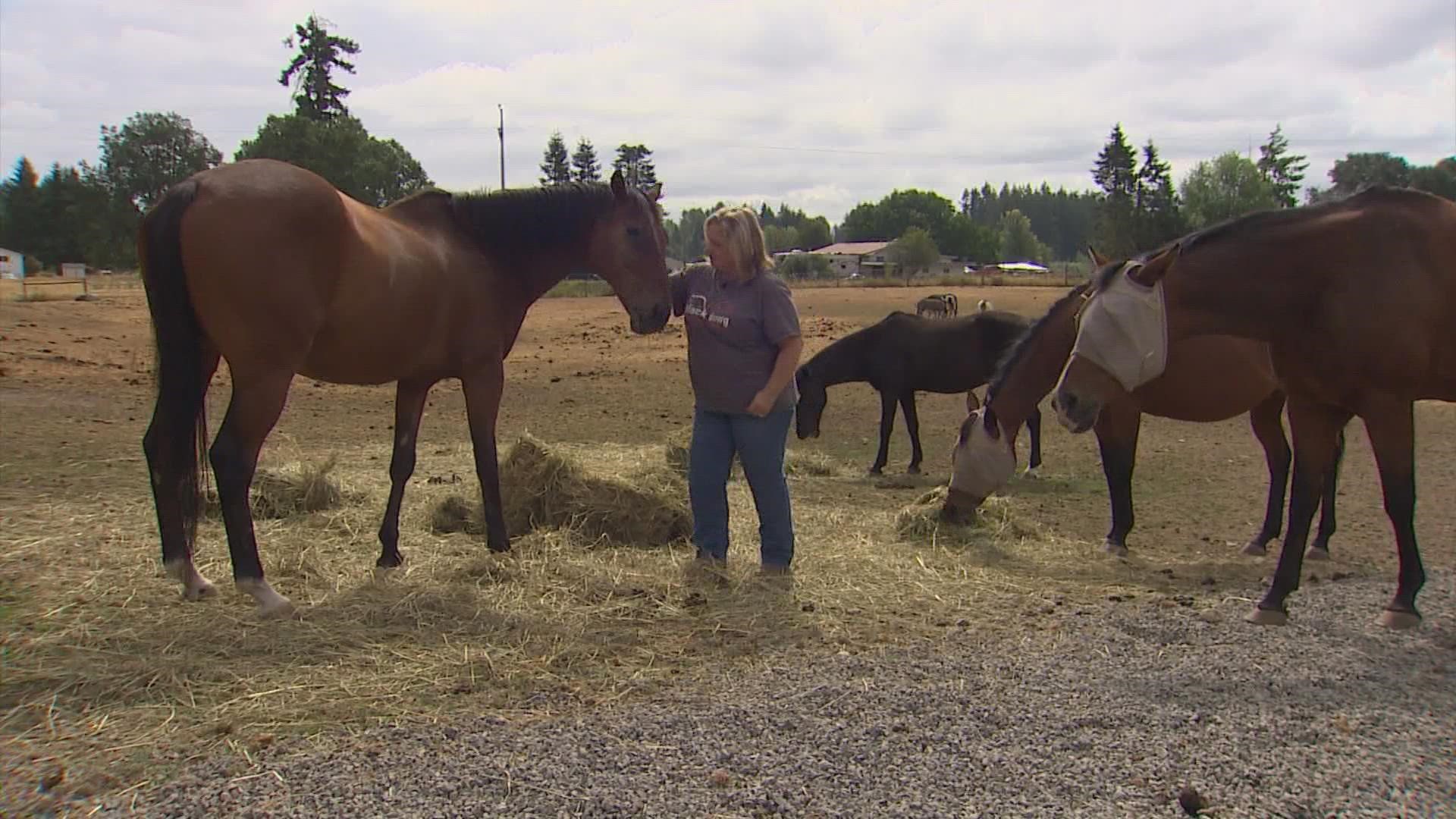 The owners of Black Dawg Farm and Sanctuary have heard hay prices could double when their current supply runs out in November, so they're trying to prepare now.