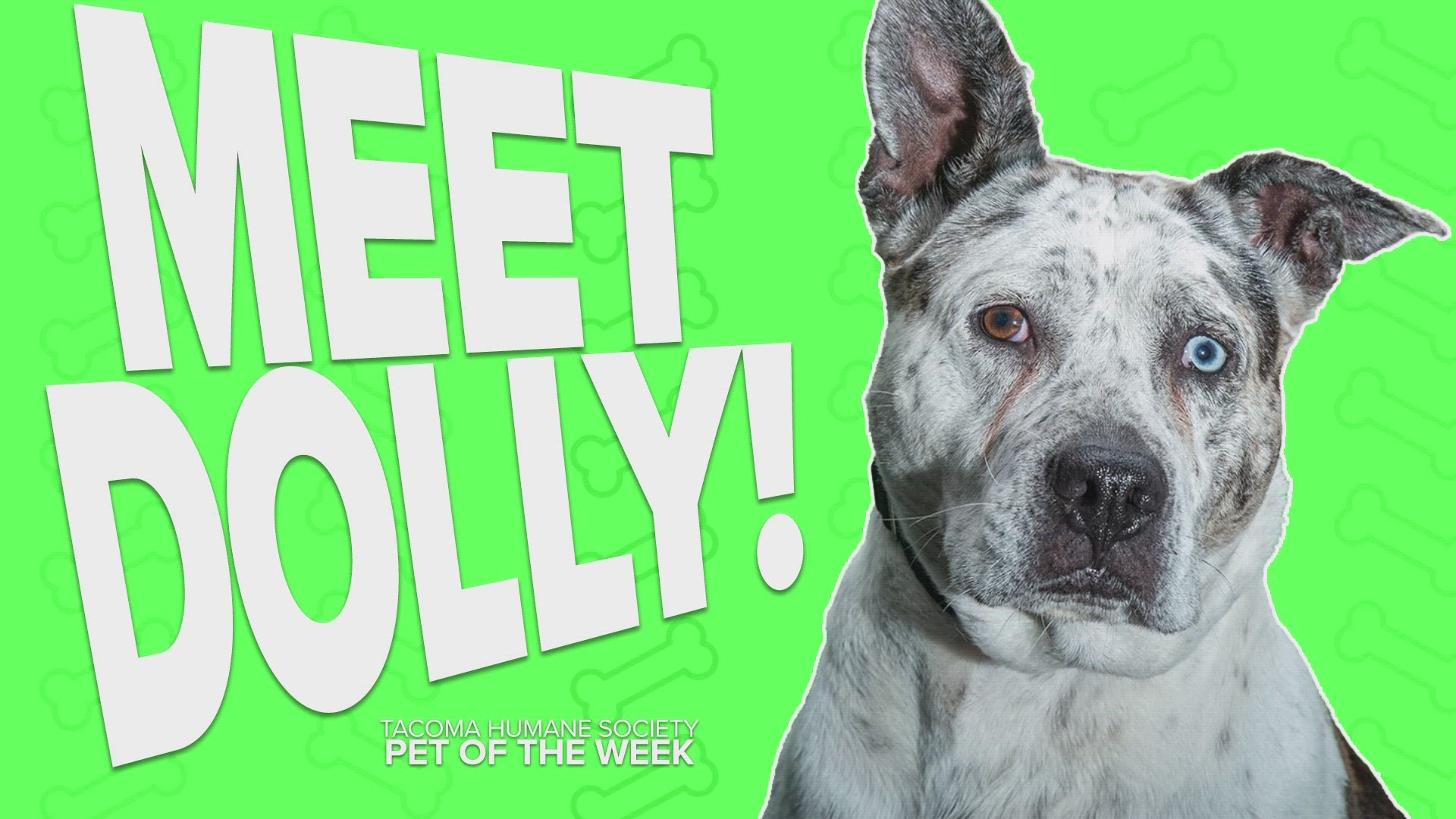 This week's adoptable pet of the week is Dolly!