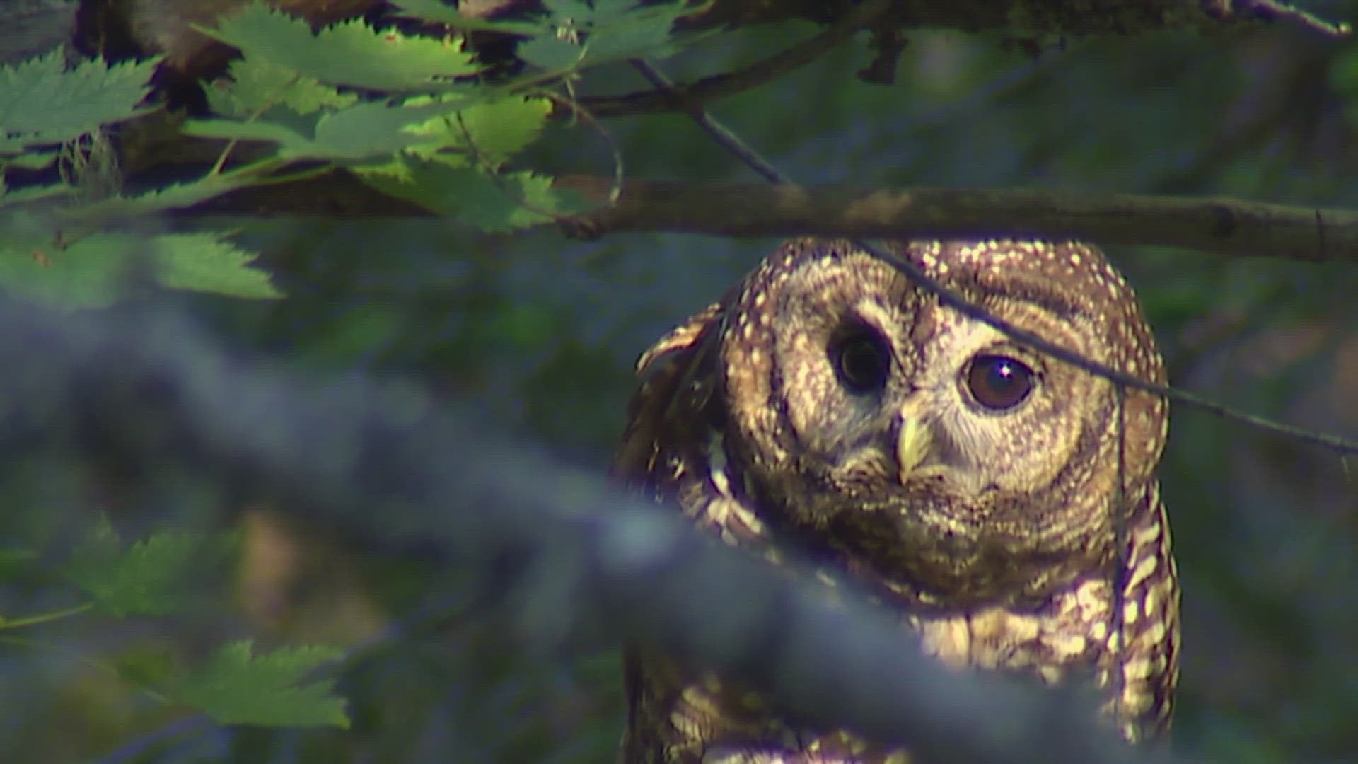 To save spotted owls, US officials plan to kill hundreds of thousands ...