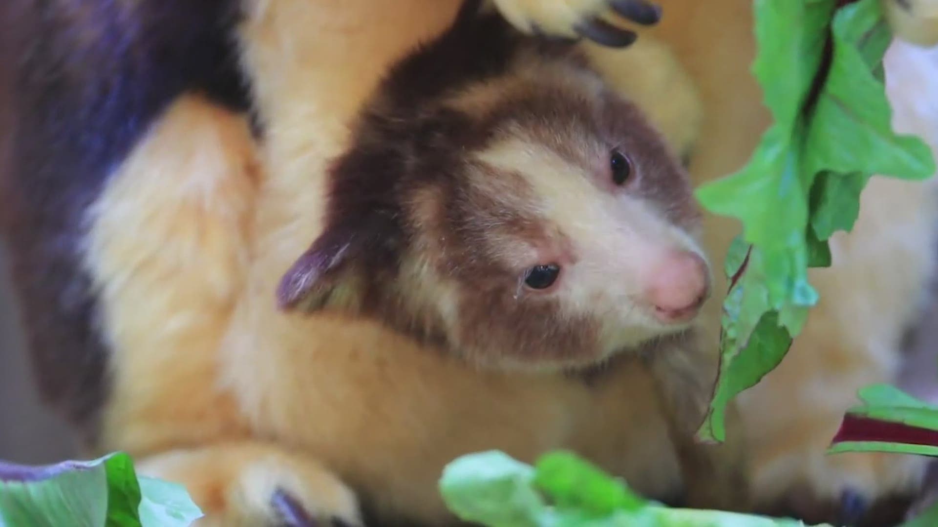 The Woodland Park Zoo is featured for its work in helping to save the endangered tree kangaroo from extinction.
