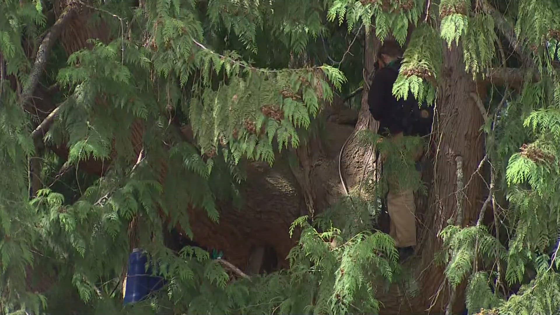 As of Monday, a protestor is still perched in an 80-foot red cedar tree in Seattle’s Wedgwood neighborhood.