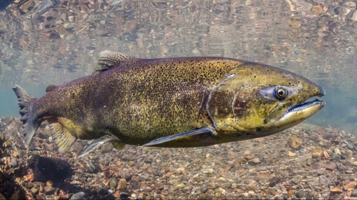 Washington’s salmon forecast is a mixed bag