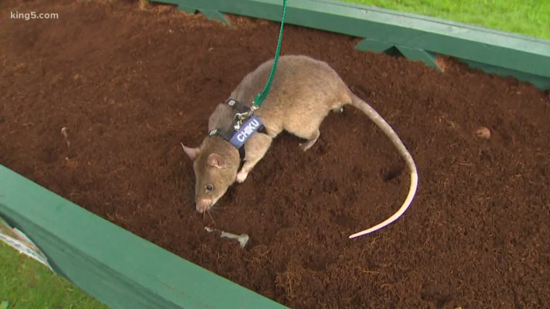 HeroRATs come to thwe Point Defiance Zoo with the amazing ability to detect landmines and tuberculosis.